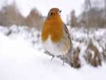 Pájaro en la nieve