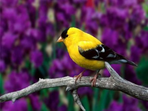 Bonito pájaro amarillo y negro