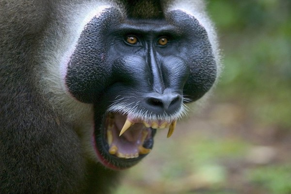 Enorme primate enojado
