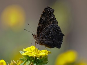 Mariposa posada en la flor amarilla
