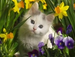 Tierno gatito entre las flores de un jardín