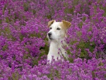 Perro mirando atentamente, entre flores color púrpura