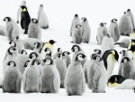 La danza de los pingüinos