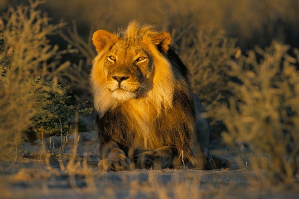 La visita del rey león