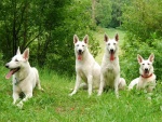 Perros de Suiza color blanco