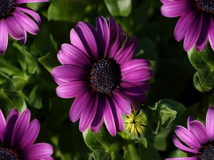 Flores de primavera color púrpura