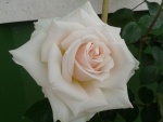 Preciosa flor blanca