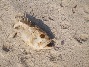 Postal: El esqueleto de un pez, en la arena de la playa