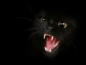 Gato negro bastante enfadado