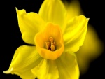 Flor con pétalos amarillos
