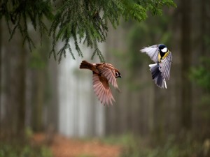 Vuelo de pájaros en el bosque