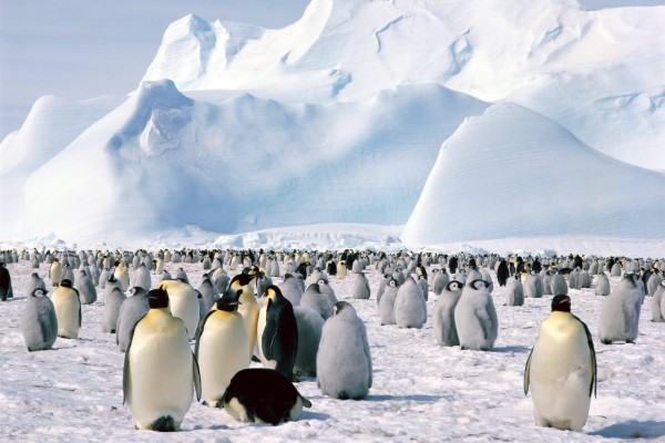 Colonia de pingüinos en el hielo