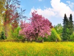 Jardín y árbol con flores de colores