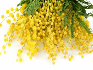 Postal: Ramo con flores "Mimosa"color amarillo
