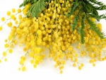 Ramo con flores "Mimosa"color amarillo