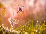 Extraña flor y gotas de rocío sobre la hierba