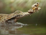 Una rana sobre la boca de un cocodrilo