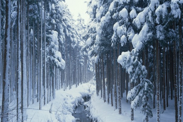 Riachuelo entre nieve y árboles