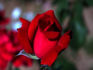 Postal: Una rosa de color rojo