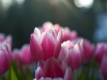 Tulipanes rosas al amanecer