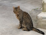 La mirada del gato callejero