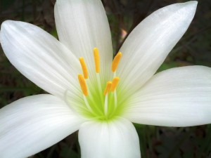 Una bella flor blanca