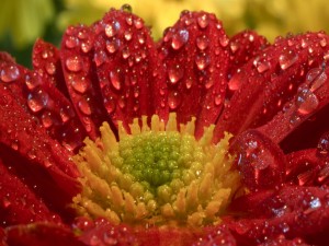 Flor roja repleta de gotas de agua