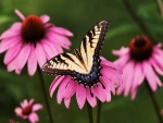 La mariposa posada en la flor