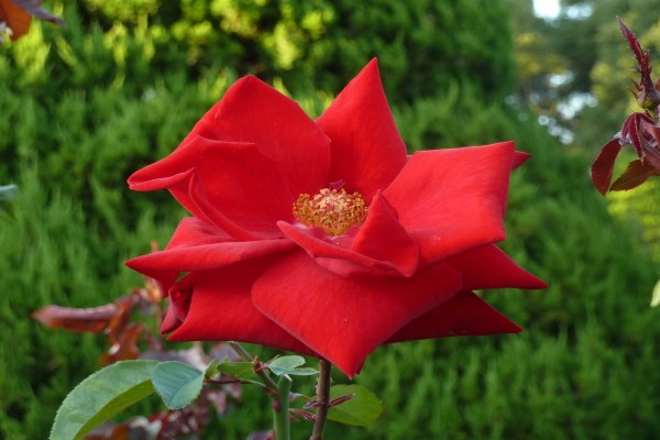 Una rosa con grandes pétalos