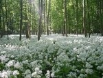 Flores blancas en el bosque