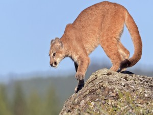 Puma sobre una roca