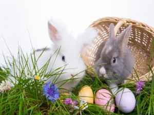 Postal: Dos lindos conejitos, junto a huevos de Pascua