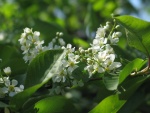 Planta con florecillas blancas