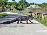 Un cocodrilo en la carretera