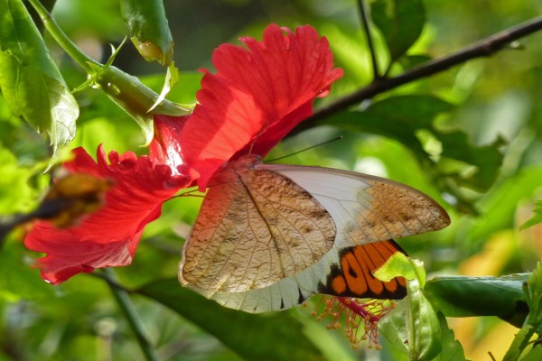 Mariposa en una flor roja