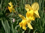 Narcisos amarillos