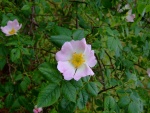 Bonitas flores rosas en su planta