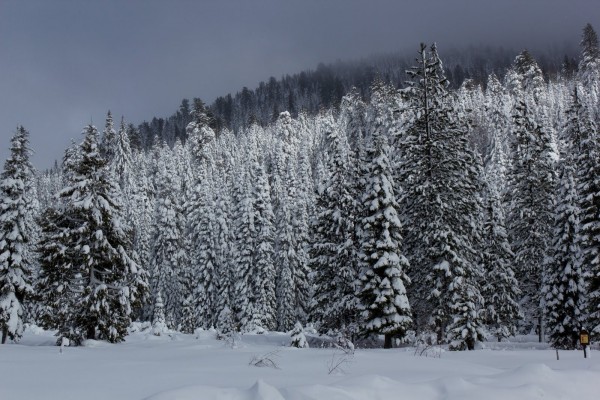 Nieve y pinos