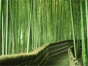 Escaleras en el bosque de bambú