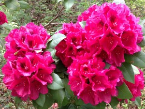 Postal: Planta poblada de flores rosas