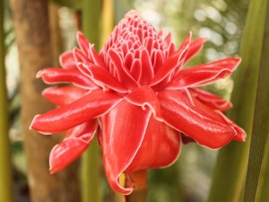 Postal: Curiosa flor roja con grandes pétalos