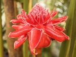 Curiosa flor roja con grandes pétalos