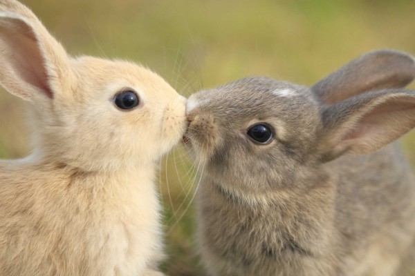 Conejos besándose el 13 de Abril "Día Internacional del Beso"