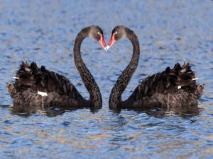Cisnes negros formando un corazón