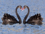Cisnes negros formando un corazón