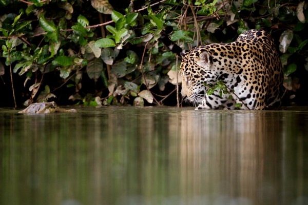 Leopardo en el agua