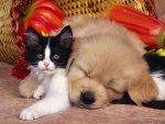 Hermosa amistad entre un perrito y un gatito
