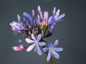 Postal: Tallo con varias flores lila