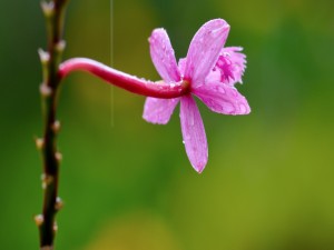 Flor rosa en la rama