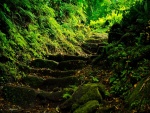 Camino verde por el bosque